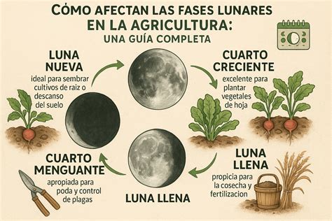 Esquema infográfico que muestra la relación entre los ciclos agrícolas, las fases lunares y las deidades femeninas en diferentes civilizaciones