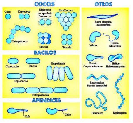Esquema visual que muestra las tres formas básicas de las bacterias (cocos, bacilos, espiroquetas) y los resultados de la tinción de Gram.