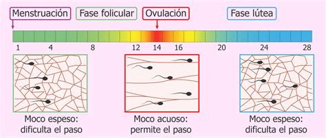 Diagrama que muestra los cambios en la secreción cervical a lo largo del ciclo menstrual.