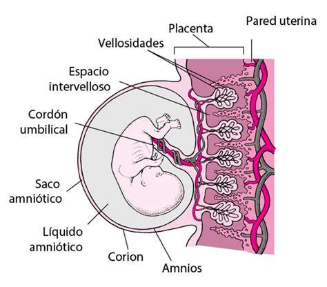 Esquema anatómico mostrando el crecimiento del feto y la posición de la placenta dentro del útero durante el primer trimestre.