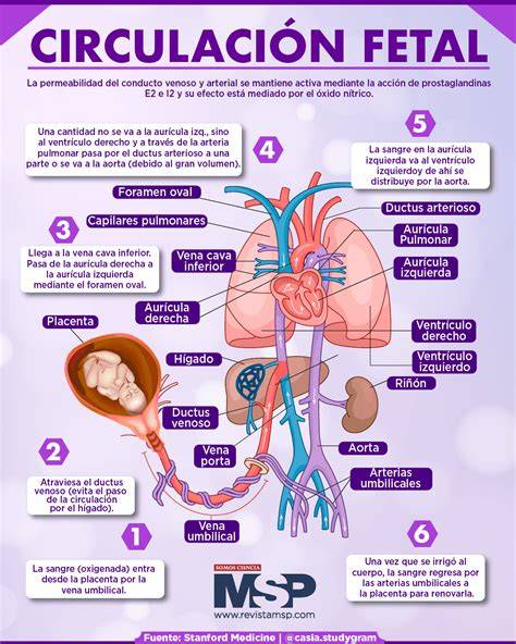 Esquema sobre los cambios circulatorios y el retorno venoso durante el embarazo