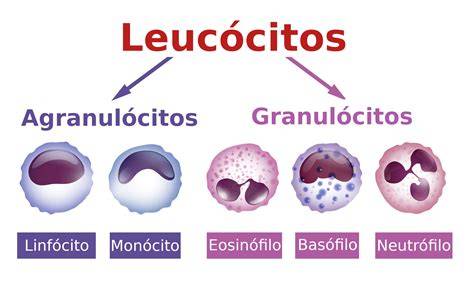 infografía sobre los cinco tipos de leucocitos (neutrófilos, linfocitos, monocitos, eosinófilos y basófilos) y su función principal