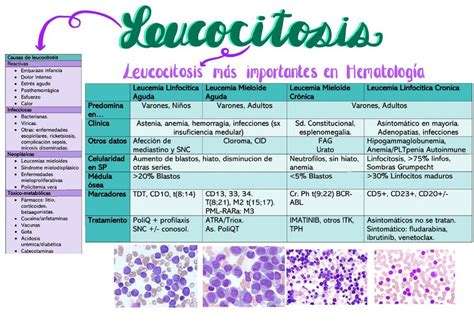 esquema comparativo entre factores que causan leucocitosis (infección, estrés, embarazo normal)