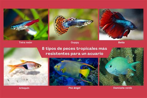 Imagen de varios tipos de peces de acuario comiendo papilla de guisantes