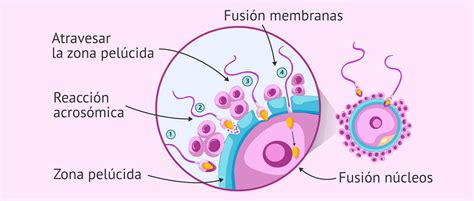Esquema del proceso de fecundación in vitro y crioconservación de embriones.