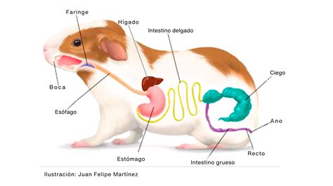 Esquema del sistema digestivo de un cuy