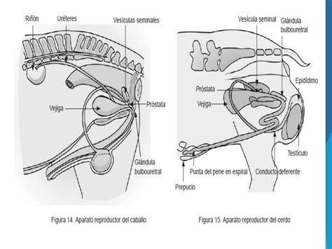 Diagrama de la anatomía genital de cobayas macho y hembra