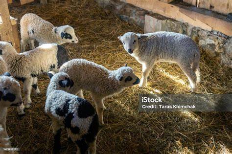 Esquema de alimentación suplementaria para corderos y lechales en granja