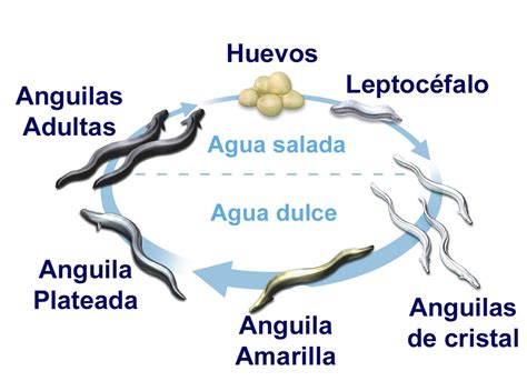 Esquema detallado de las metamorfosis de la anguila: desde la larva leptocéfala hasta la madurez como anguila plateada.