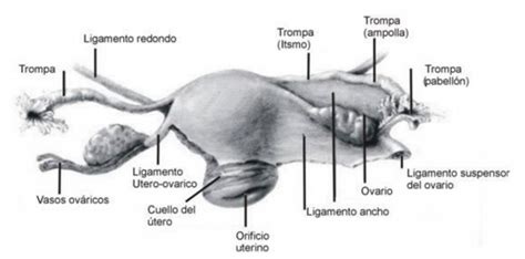 Representación anatómica del ovario y la trompa de Falopio, destacando los ligamentos de soporte.