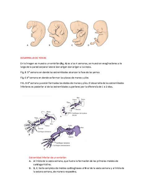 Ilustración anatómica que muestra la formación de las extremidades y el inicio de la osificación en el feto de 10 semanas.
