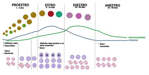 Esquema del ciclo estral canino con las fases de anestro, proestro, estro y diestro en relación con los niveles hormonales y la receptividad.