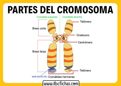 Diagrama que ilustra los cromosomas y la trisomía 18