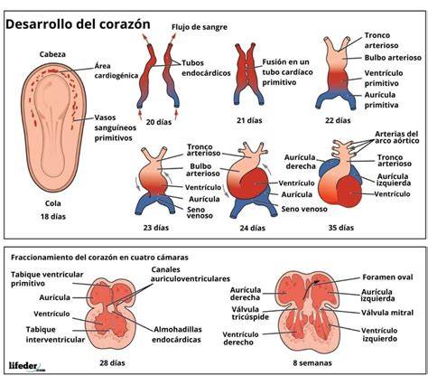 Esquema del desarrollo embrionario temprano y formación del tubo cardíaco