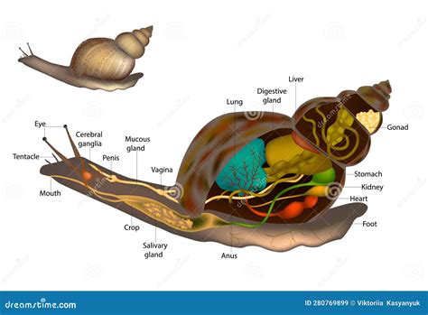 Diagrama comparativo de la anatomía reproductiva de caracoles manzana macho y hembra.