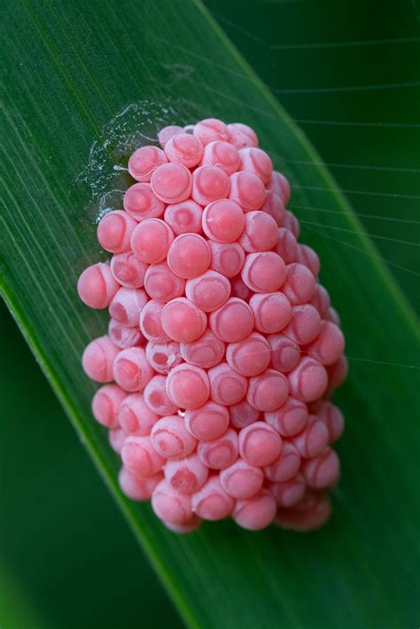 Ilustración de una puesta de huevos de caracol manzana en el borde interior de la tapa de un acuario.