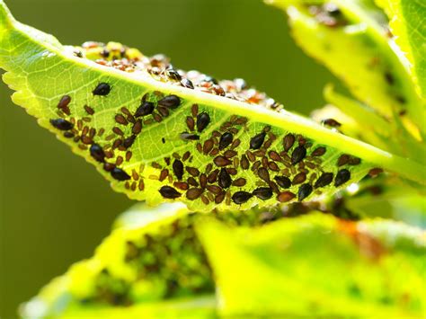 Planta con plaga de pulgones y rocío de insecticida