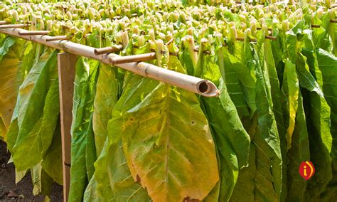 Diversos usos de la hoja de tabaco en artesanía y otros productos