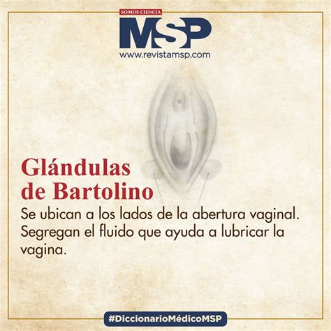 Ilustración anatómica de las glándulas de Bartolino en relación con la vagina.