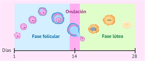 Esquema de las fases del ciclo menstrual: fase folicular, ovulación y fase lútea.