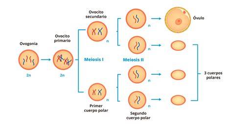 Diagrama del proceso de ovogénesis y el ciclo menstrual