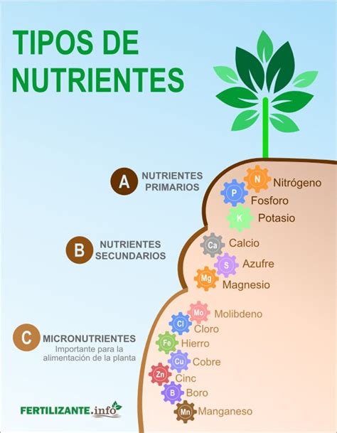 Esquema de las necesidades nutricionales de los árboles frutales en diferentes etapas