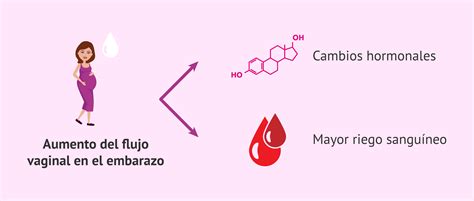 ilustración que muestra el aumento del flujo sanguíneo en las encías durante el embarazo