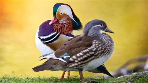 Pato mandarín macho y hembra
