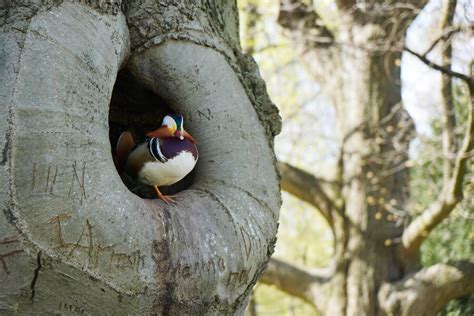 Nido de pato mandarín en hueco de árbol
