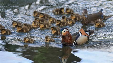 Patitos mandarines saltando del nido