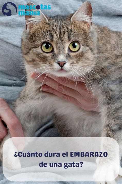 infografía detallando los síntomas del embarazo en gatas