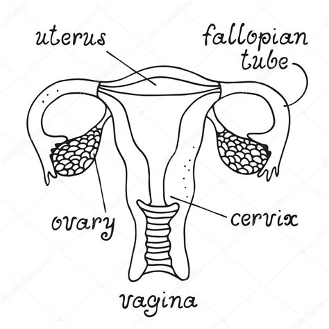 Esquema del aparato reproductor masculino y femenino con el sistema urinario