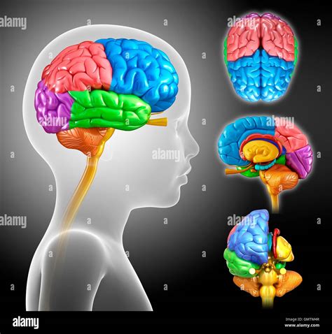 Esquema de las áreas del cerebro infantil y su desarrollo