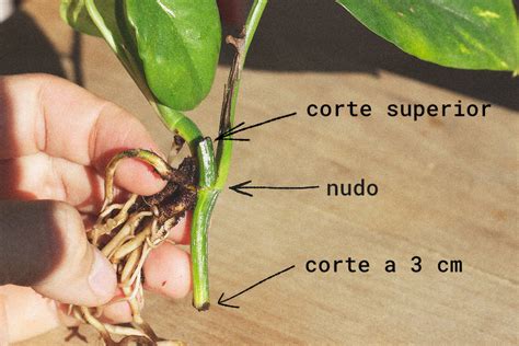 Infografía o esquema mostrando dónde cortar un esqueje de pothos, marcando los nudos con precisión.
