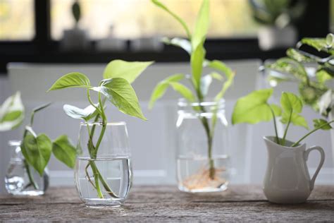 Foto de esquejes de pothos enraizando en un recipiente con agua, mostrando las raíces bien desarrolladas.