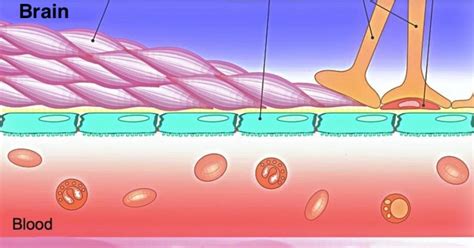 Esquema fisiopatológico que muestra cómo la preeclampsia afecta la barrera hematoencefálica y cómo el sulfato de magnesio ayuda a estabilizar la función neuronal.