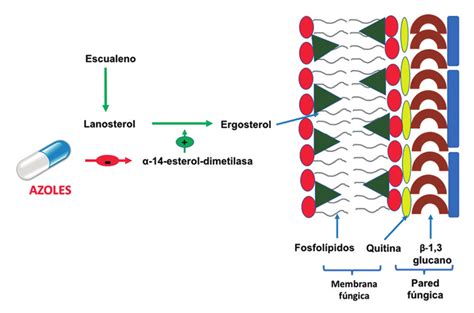 Esquema comparativo de los mecanismos de acción de los azoles (clotrimazol, miconazol y terconazol) sobre la membrana celular del hongo Candida.