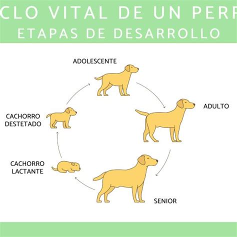 Esquema del ciclo de vida del lechón: desde el nacimiento, pasando por la lactancia, hasta el destete y la transición a sólidos.