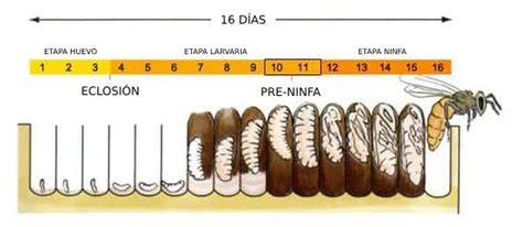 Esquema del desarrollo de la abeja reina desde la celda real hasta la madurez sexual