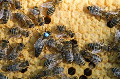 Abeja reina rodeada de abejas obreras dentro de la colmena