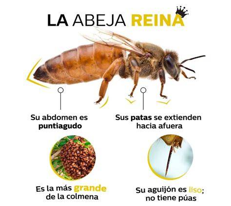Detalle de una abeja reina marcada con color en el tórax