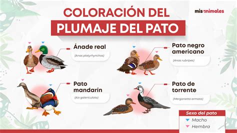 Esquema comparativo del plumaje de macho y hembra de bengalí rojo