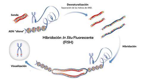 Diagrama que ilustra el principio de la técnica FISH, mostrando la hibridación de una sonda fluorescente a un cromosoma específico.