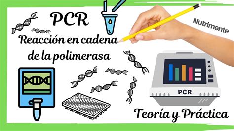 Representación gráfica de la técnica QF-PCR, mostrando el uso de marcadores de microsatélites para cuantificar copias de cromosomas.