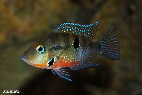 Esquema anatómico de Thorichthys meeki destacando las aletas con filamentos y la boca central