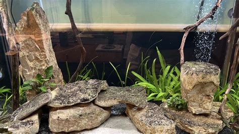 Pareja de Thorichthys meeki en un acuario decorado con rocas y troncos, mostrando sus colores vibrantes