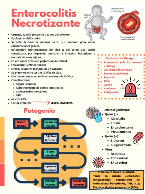 Ilustración esquemática del intestino de un bebé afectado por enterocolitis necrosante, mostrando áreas inflamadas y necróticas