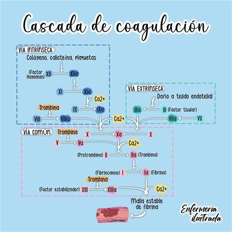 Esquema de la cascada fisiopatológica: cómo la disfunción de la proteína CFTR afecta a los órganos y genera moco espeso.
