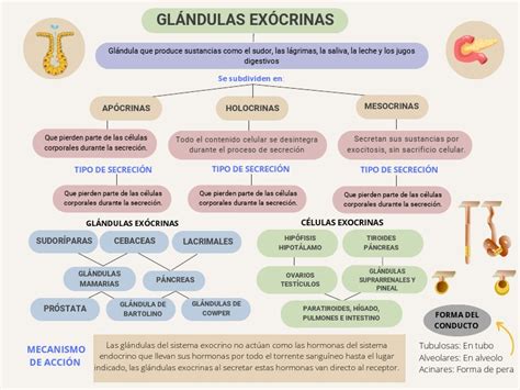 Esquema de las glándulas de olor en cabras macho y zonas a descornar/desodorizar.