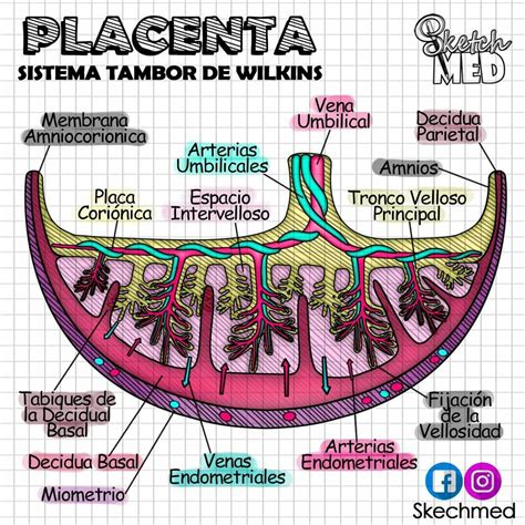 Esquema anatómico de la placenta, el cordón umbilical con su estructura vascular (vena y dos arterias) y la gelatina de Wharton.